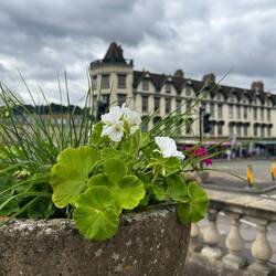 Flowers adorn the area