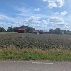 Ein riesiges Kleefeld