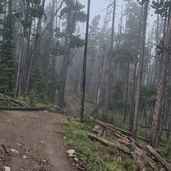 Studien haben gezeigt, dass Bären schnulzige Liebeslieder besonders abschreckend empfinden