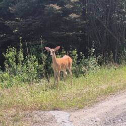 Wenn wir vorbeikommen werden die Ohren gespitzt