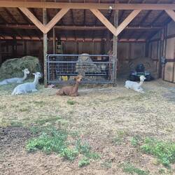 Die süßen Alpakas auf der Llama Ranch zeigen ganz klar: hier wird gechillt!