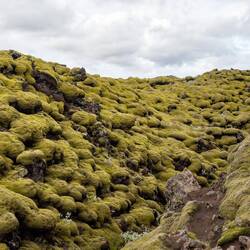 Eldhraun - Moos auf dem Lavafeld