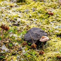 Vielleicht gibt's heute Abend ja Pilze