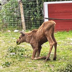 Kinder haben oft eine komische Körperhaltung