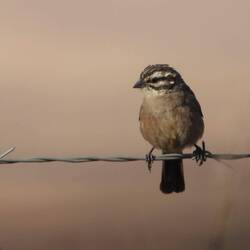 Cape Bunting