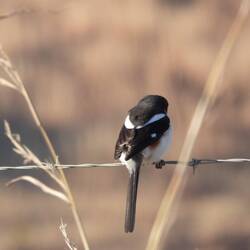 Southern Fiscal