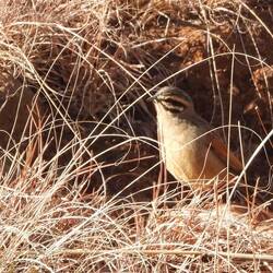 Cape Bunting
