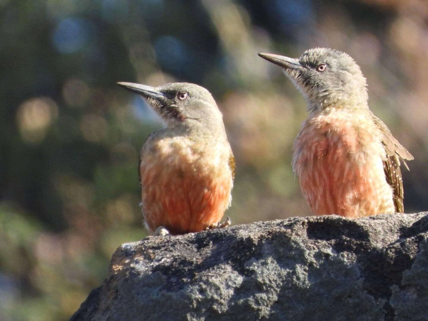 Ground Woodpeckers