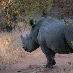 White rhino