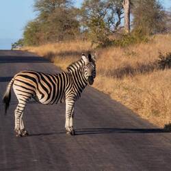 ZEBRA CROSSING!!!