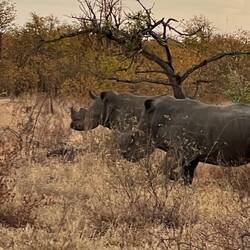 White rhinos