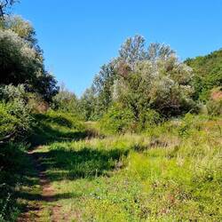 Een laatste brok natuur. De Romeinen gebruiken het amper.