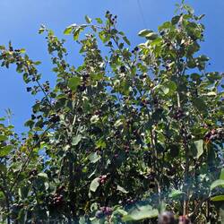 Saskatoon Beeren