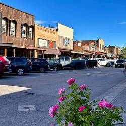 Whitefish