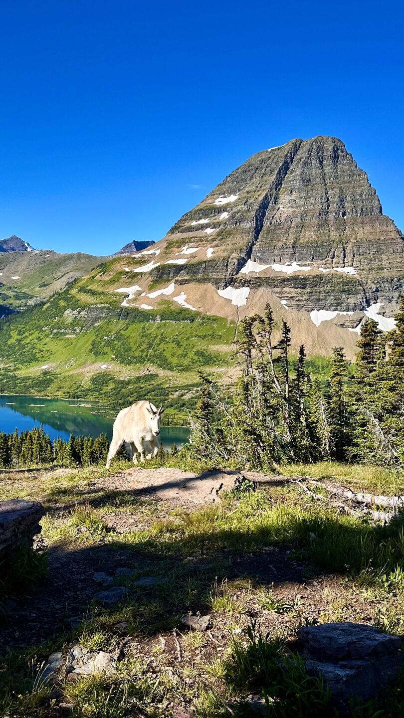 Mountain Goat