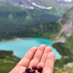 Huckleberries schmecken nicht nur den Bären