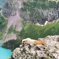Marmot, der wuschelige Verwandte des Murmeltiers