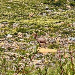 Bighorn Sheep
