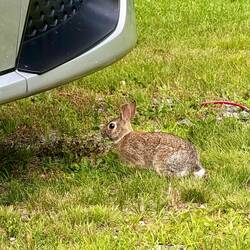 Jack from inside the RV: “Excuse me… I think you’re trespassing, fluffball.” 🐱🐇