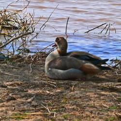 Egyptian Goose
