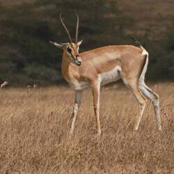 Grant's Gazelle