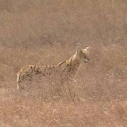 Cerval