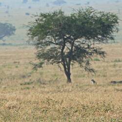Yes, that is one of the cheetahs under the tree