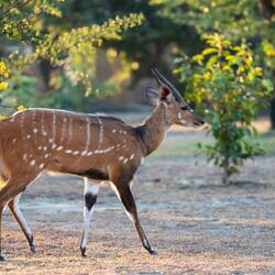 Bushbuck...