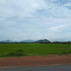 Rice fields on the road