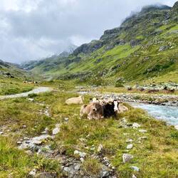 So schön kann Alm sein 🐄
