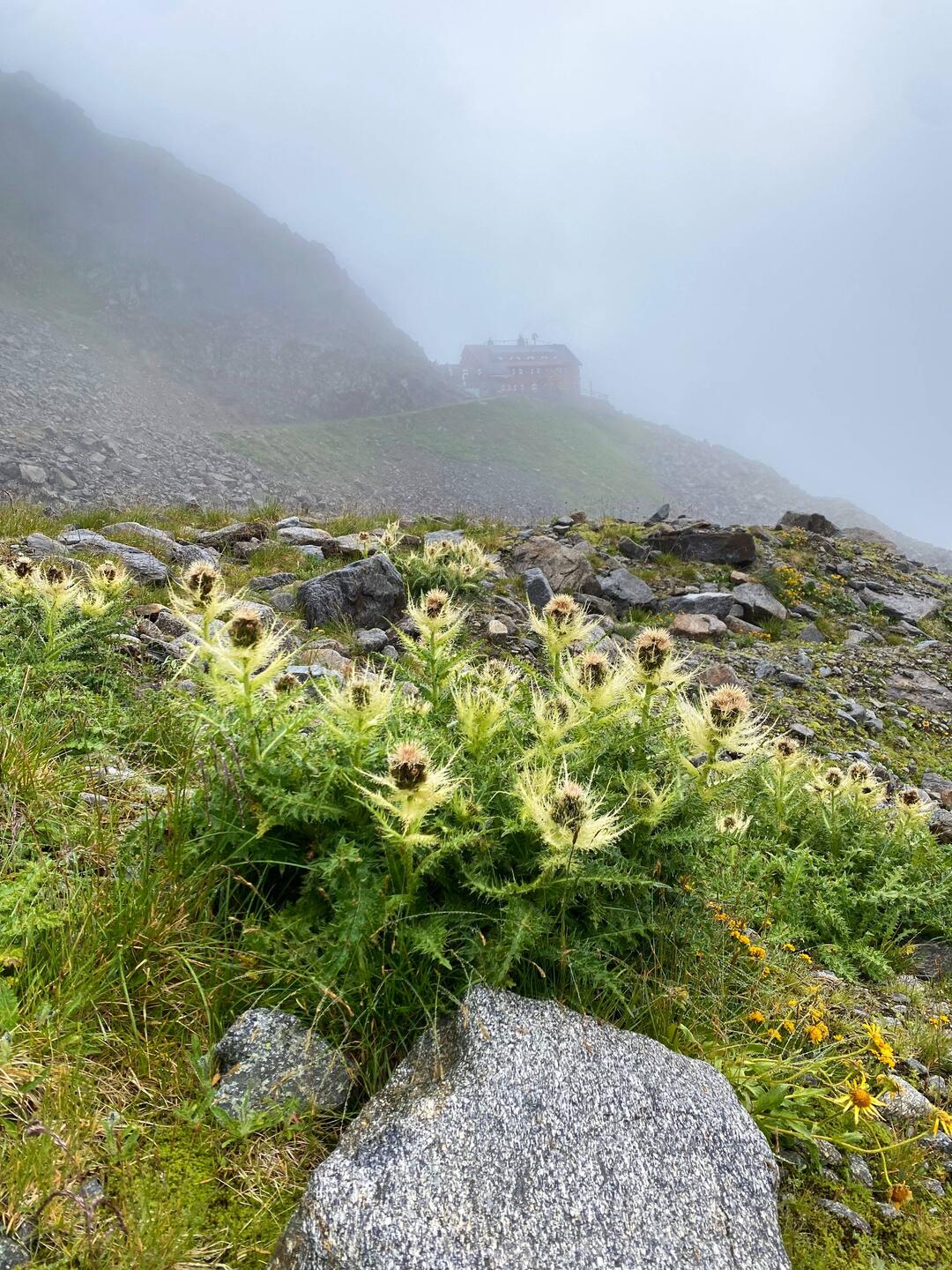 Alpen-Kratzdistel 🌸 und die Saarbrücker Hütte im Hintergrund