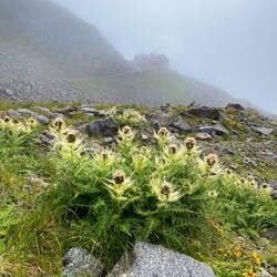 Alpen-Kratzdistel 🌸 und die Saarbrücker Hütte im Hintergrund