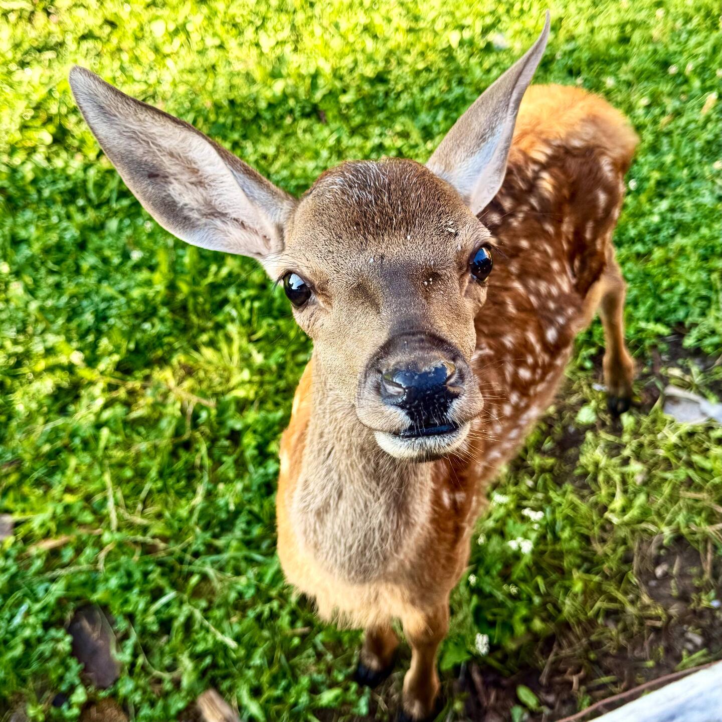 Dieses kleine Reh befand sich mit Truthähnen und Enten in Sadova in einem grossen Gehege. 😍