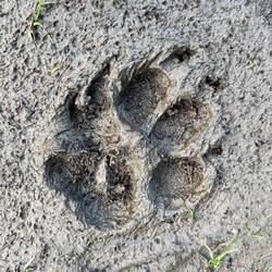 Nachtrag vom Abendspaziergang: Kennt sich jemand mit Tierfährten aus?
