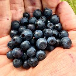 Während der Mittagspause habe ich süsse Heidelbeeren gesammelt. 😋