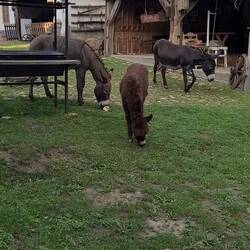 Zoo im Garten 😊