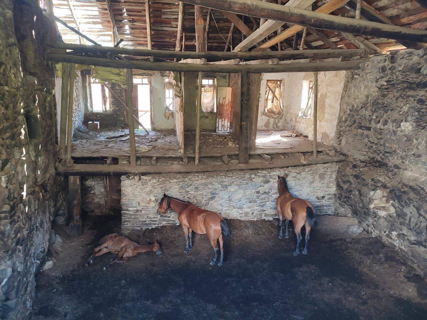 Basement horse (Press X to mount)