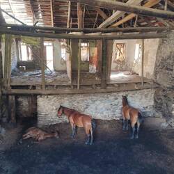 Basement horse (Press X to mount)