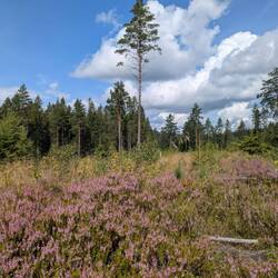 Die Heide blüht