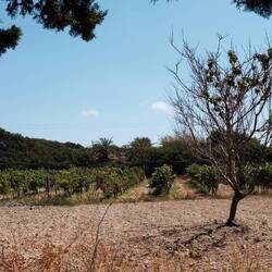 Le patrimoine des moines: les vignes!