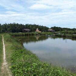 Through the rice fields