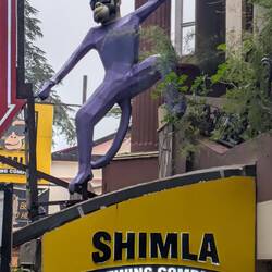 Die Affen sind unterwegs