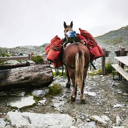 Steht ein Gaul vor der Hütte