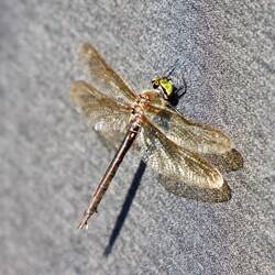 Eine Smaragdlibelle an unserer Persenning. Beachtliche 10 cm lang.
