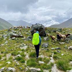 Keine Menschen im Val Tasna aber 1000 Schafe ...