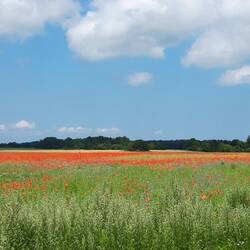Hiiumaa und Saaremaa begeistern mit wunderschönen Blumenwiesen