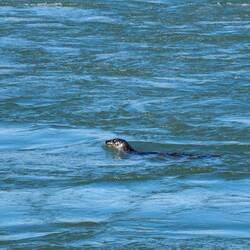 Die tummeln sich hier auch