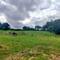 Des vaches, en montée bien sûr