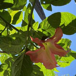 Don't know what this huge blossom is.