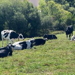 Lots of these B&W cows today.